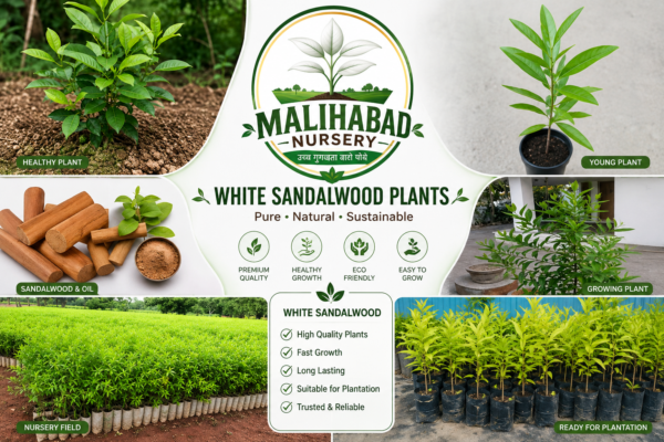 Malihabad Nursery