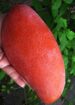 Mango plant nursery in malihabad