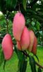 Mango plant nursery in malihabad