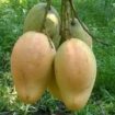 Mango plant nursery in malihabad