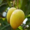 Mango plant nursery in malihabad