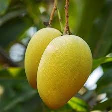 Mango plant nursery in malihabad
