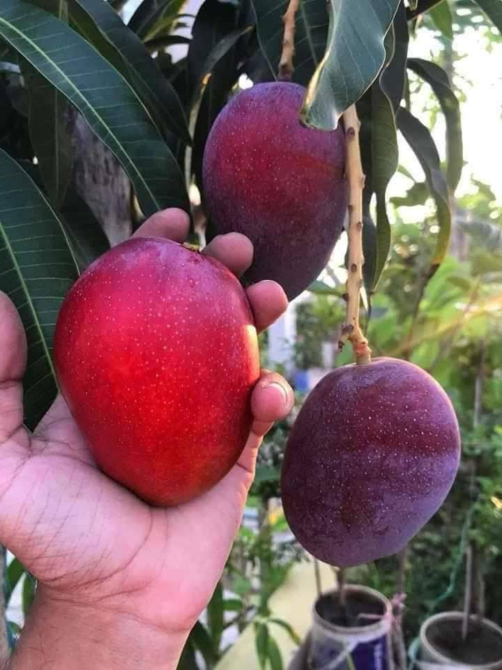 Mango plant nursery in malihabad