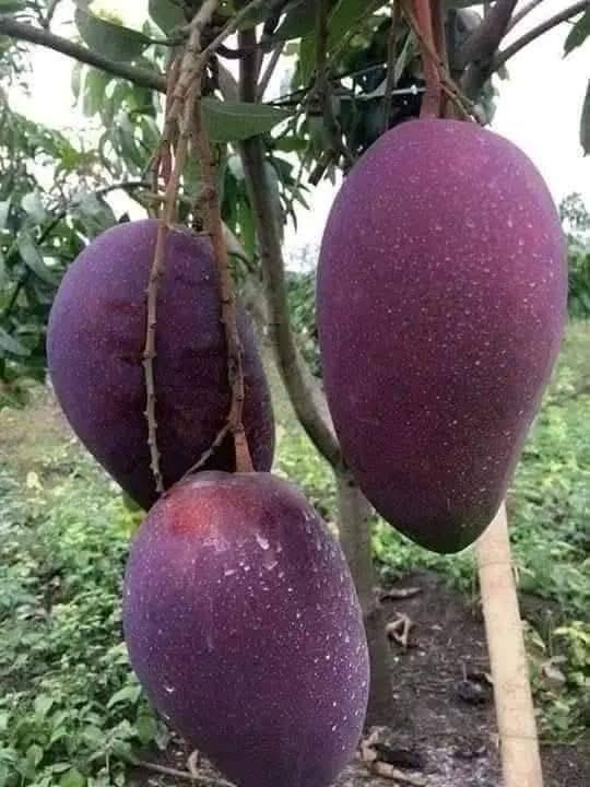Mango plant nursery in malihabad