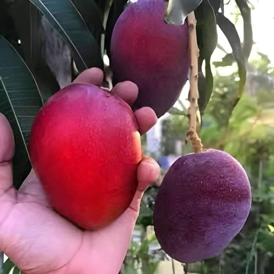Mango plant nursery in malihabad
