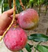 Mango plant nursery in malihabad