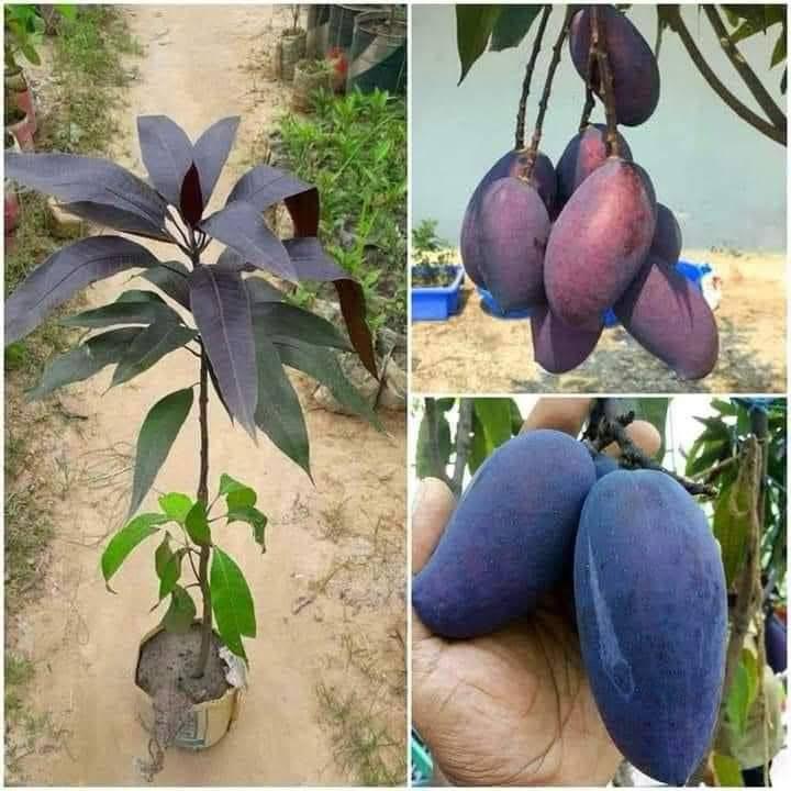 Mango plant nursery in malihabad