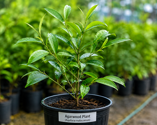 agarwood Plant online