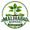 Malihabad Nursery Malihabad Nursery